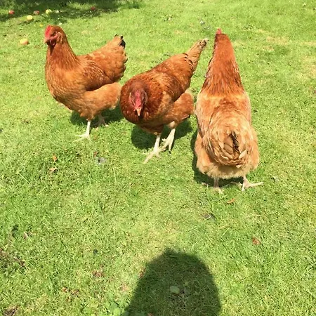 Brondums * Hjørring