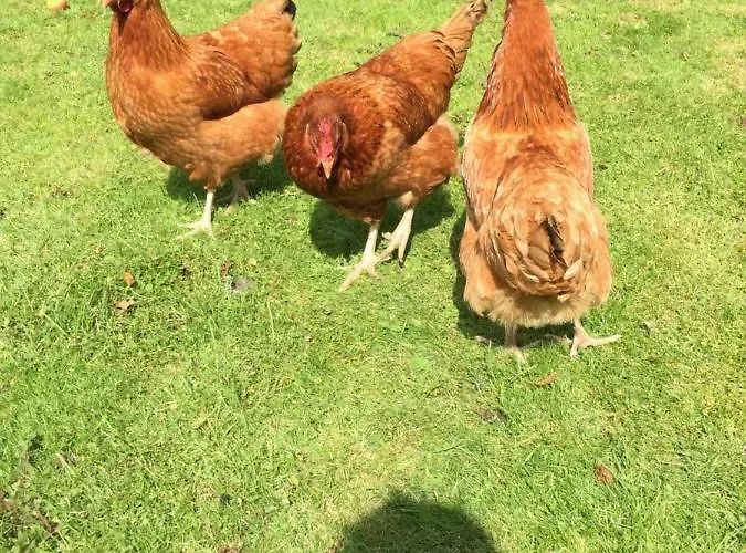 Brondums * Йёрринг